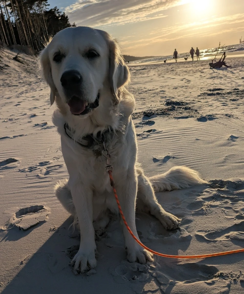 Golden Retriever Selcia – Dyrektorka ds. Szczęścia w woKr.pl